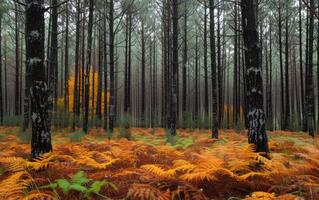 ai généré l'automne chuchoter, une forêt dans teintes de ambre et vert photo