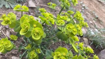 méditerranéen Prairie printemps les plantes près à Barcelone photo