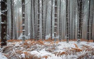 ai généré brumeux hiver forêt photo