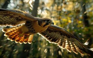 ai généré dans le d'or lumière de crépuscule, une pèlerin faucon monte en flèche avec tendu ailes photo