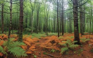 ai généré le forêt des stands dans en sourdine silence, ses sol une tapis de roux fougères photo