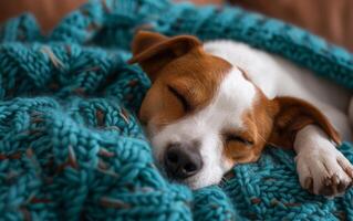 ai généré proche en haut de une paisible jack Russell terrier en train de dormir profondément, recourbé en haut dans une confortable sarcelle tricoté couverture photo