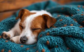 ai généré proche en haut de une paisible jack Russell terrier en train de dormir profondément, recourbé en haut dans une confortable sarcelle tricoté couverture photo