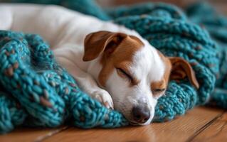 ai généré proche en haut de une paisible jack Russell terrier en train de dormir profondément, recourbé en haut dans une confortable sarcelle tricoté couverture photo