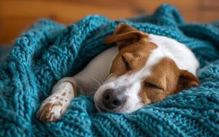 ai généré proche en haut de une paisible jack Russell terrier en train de dormir profondément, recourbé en haut dans une confortable sarcelle tricoté couverture photo