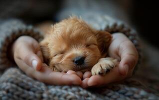 ai généré une minuscule, nouveau née chiot dort confortablement dans le soins berceau de Humain mains photo