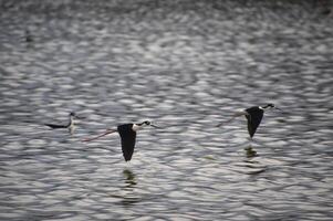 étourdissant noir cou pilotis en volant plus de le l'eau photo