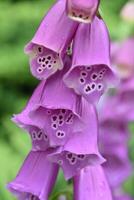 étourdissant Regardez dans une floraison violet digitale pourprée plante photo