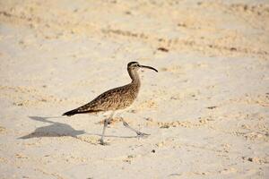 courlis rive oiseau en marchant le long de une plage photo