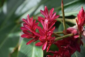 jolie rouge fleurs épanouissement et floraison dans une jardin photo