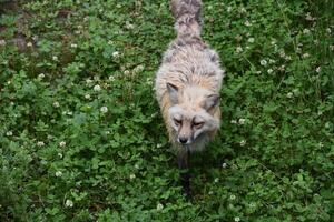 hirsute rouge Renard avec une sucré visage photo