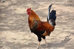 coloré coq sur une basse-cour ferme photo