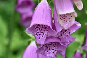 pluie gouttes sur le pétales de une épanouissement violet digitale pourprée photo