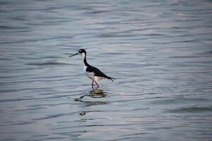 se pavaner noir cou pilotis oiseau dans le bas-fonds photo