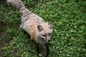 hirsute rouge Renard avec noir stockage pieds photo