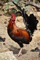 magnifique soyeux coq avec coloré plumes et plumage photo