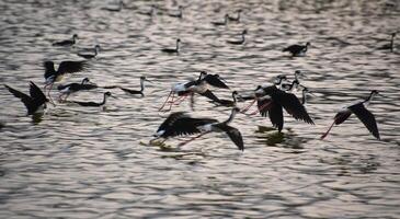 magnifique colonie de noir cou pilotis des oiseaux photo