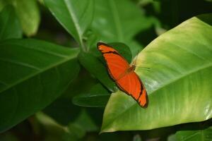 brillant Orange flamme papillon sur une vert feuille photo