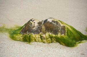 rocher recouvert avec vert algues et algue photo