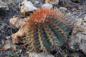 cactus avec beaucoup de tranchant pointu barbes photo