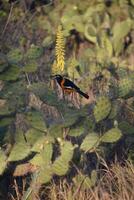 magnifique Orange et noir loriot sur une cactus photo