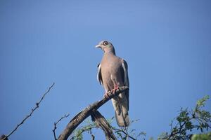 nu regardé Pigeon avec une bague autour le sien œil photo