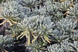 fantastique proche en haut de portulaca dans aruba photo