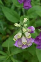 bourgeonnant et floraison violet digitale pourprée fleurs dans une jardin photo