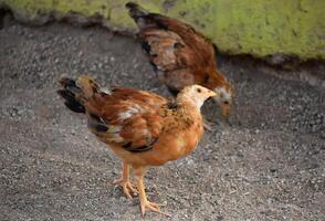 bébé faisan poussin à la recherche très mignonne photo