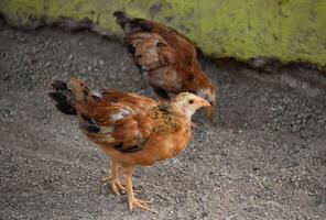 bébé poussin avec distinctif marquages sur ses plumes photo