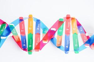 ADN molécule spirale structure modèle isolé sur blanc arrière-plan, chromosome et gène chimique science la biologie. photo