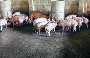 sale les cochons sur le ferme sont en mangeant nourriture.porcs en mangeant porc porc alimentation dans une ferme photo