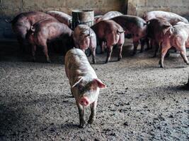 éleveur porc avec sale corps, fermer de les cochons corps.big porc sur une ferme dans une porcherie, Jeune gros national porc à animal ferme à l'intérieur photo