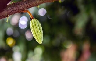 vert petit cacao dosettes branche avec Jeune fruit et épanouissement cacao fleurs grandir sur des arbres. le cacao arbre théobrome cacao avec des fruits, brut cacao arbre plante fruit plantation photo