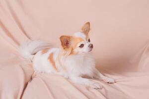 le chien de le chihuahua race est aux cheveux longs, blanc avec rouge. de race animal de compagnie chien sur une beige Contexte. photo