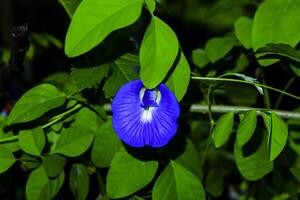 épanouissement violet orchidées photo