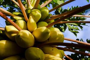 ananas fruit cette est mûr et prêt à être choisi photo