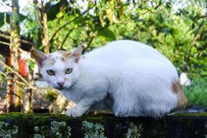 le chat est blanc dans plein corps photo