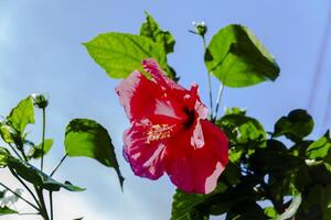 hibiscus fleur ou thespesie grandiflora photo