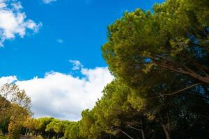 des arbres et partiellement nuageux ciel. carbone neutralité concept photo