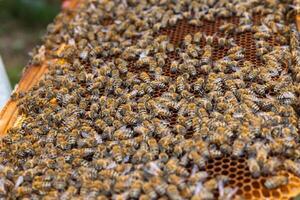 une ruche Cadre plein avec les abeilles. apiculture ou apiculture concept photo