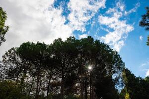 partiellement nuageux ciel et des arbres dans le forêt. carbone net zéro concept photo