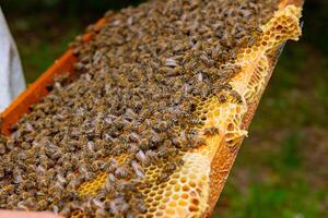 les abeilles sur le ruche Cadre dans se concentrer. apiculture concept photo
