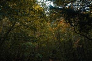 de mauvaise humeur luxuriant forêt vue de à l'intérieur. carbone neutralité concept photo