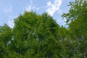 vert feuilles sur le arbre et brumeux ciel sur le Contexte photo