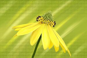 doronicum orientale - léopard fléau, Jaune Marguerite printemps fleur sélectif se concentrer. photo