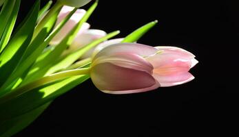 rose tulipe, noir Contexte. fleurs et rose, noir fond.lumière du soleil par le bouquet fleurs. photo