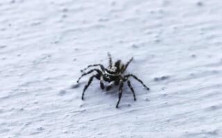 petit noir et blanc sauter araignée insecte dans Mexique. photo