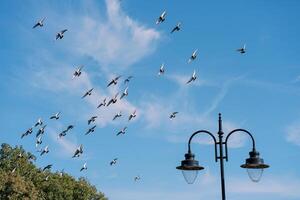 troupeau de pigeons mouches plus de vert des arbres dans le parc photo