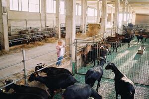 peu fille des stands penché sur une clôture et regards à chèvres dans une paddock photo